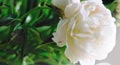 floral compliment card, floral compliment ecard, floral compliment greeting card, compliment ecard with flowers, compliment card with flowers 
