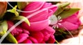 nurses appreciation day ecards,&nbsp;nurses appreciation day,&nbsp;nurses day cards