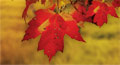 thanksgiving cards, thanksgiving autumn cards, thanksgiving cards for family, happy thanksgiving greeting cards,cards from meme4u on thanksgiving, postcards