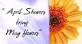 april showers bring may flowers,&nbsp;may flowers bring,&nbsp;flowers in may