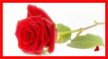 I love you cards, romantic cards with rose, rose ecard, love rose card, red roses, love cards, i love you ecard, i love you cards, i love you animated cards, love e card, i love you cards, online love cards, love online greeting cards