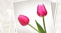 tulip day,&nbsp;tulip day ecards,&nbsp;floral wishes