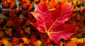 happy thanksgiving card, animated happy thanksgiving ecard, happy thanksgiving greetings, thanksgiving email card, thanksgiving free card
