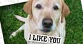 i like you,&nbsp;i really like you,&nbsp;what i like about you