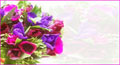 animated thank you cards,&nbsp;free animated thank you ecards,&nbsp;free animated thank you cards