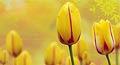 tulip flowers,&nbsp;tulip cards,&nbsp;tulip day cards